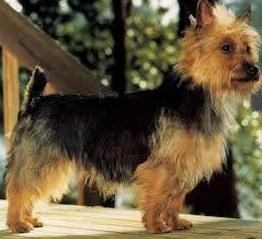 Australian Terrier